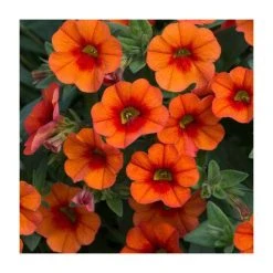 Calibrachoa 'Can Can Orange' | Bedding | Pack Of 5 Large Plug Plants
