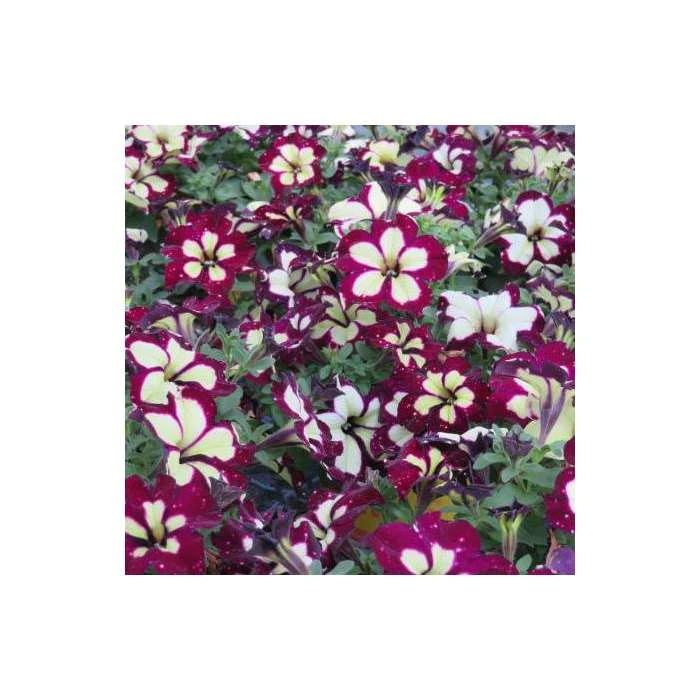 Petunia Sky 'Lightening Sky®' | Bedding | 5 x Large Plugs - Image 2
