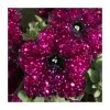 Petunia Sky 'Lightening Sky®' | Bedding | 5 x Large Plugs