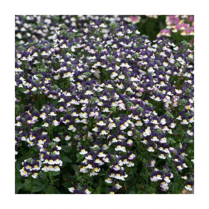 Nemesia Sundae 'Blueberry Ice' | Bedding | 5 x Large Plugs - Image 2