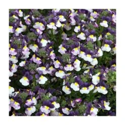 Nemesia Sundae 'Blueberry Ice' | Bedding | 5 x Large Plugs