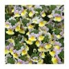 Nemesia Sundae 'Lavender Sherbert' | Bedding | 5 x Large Plugs