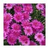 Argyranthemum 'Madeira™ Crested Hot Pink' | Bedding | Pack Of 5 Large Plug Plants