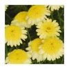 Argyranthemum 'Maderia™ Crested Yellow' | Pack of 5 Plug Plants