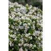 Bacopa Scorpia® 'Gulliver Dynamic White'| Bedding | Pack Of 5 Large Plug Plants