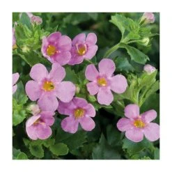 Bacopa Great 'Pink Beauty' | Pack of 5 Plug Plants