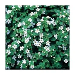 Bacopa 'Snowflake' | Bedding | Pack Of 5 Large Plug Plants