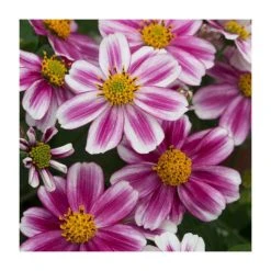 Bidens 'Firelight' | Pack of 5 Plug Plants