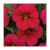 Calibrachoa 'Cabaret Cherry Rose' | Pack of 5 Plug Plants