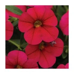 Calibrachoa 'Cabaret Cherry Rose' | Pack of 5 Plug Plants