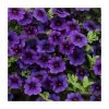 Calibrachoa 'Cabaret Deep Blue' | Pack of 5 Plug Plants
