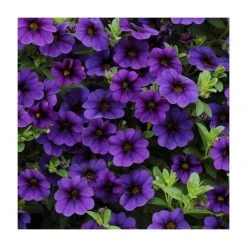 Calibrachoa 'Cabaret Deep Blue' | Pack of 5 Plug Plants