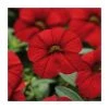 Calibrachoa 'Cabaret Red' | Bedding | Pack Of 5 Large Plug Plants