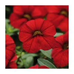 Calibrachoa 'Cabaret Red' | Bedding | Pack Of 5 Large Plug Plants