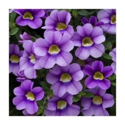 Calibrachoa 'Cabaret Sky Blue' | Pack of 5 Plug Plants