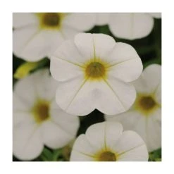 Calibrachoa 'Cabaret White' | Pack of 5 Plug Plants