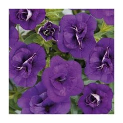 Calibrachoa 'Can-Can Double Blue' | Pack of 5 Plug Plants