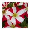 Petunia 'Amore King of Hearts' | Pack of 5 Plug Plants