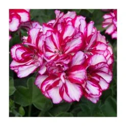 Geranium Ivy 'Precision Burgundy Bicolour' | Pack of 5 Premium Plug Plants