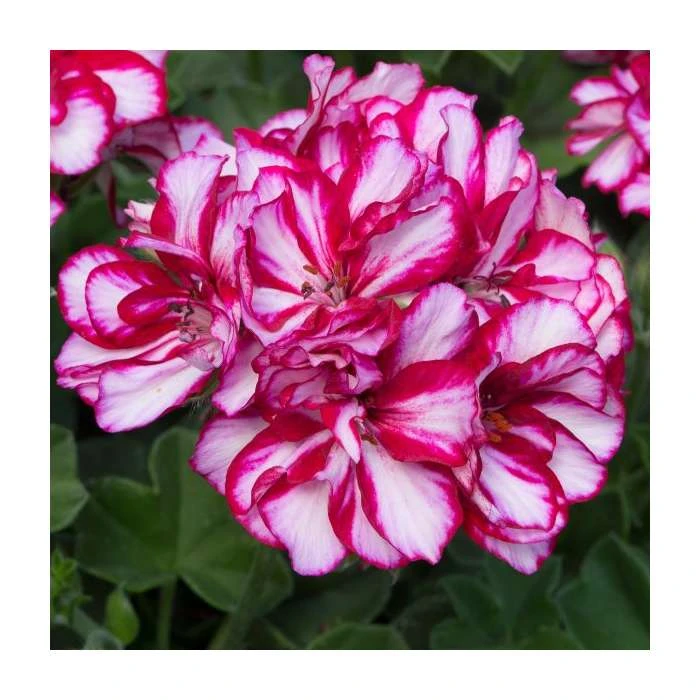 Geranium Ivy 'Precision Burgundy Bicolour' | Pack of 5 Premium Plug Plants