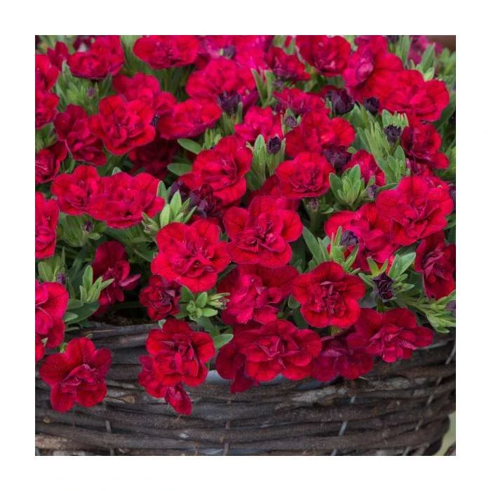 Calibrachoa 'Can-Can Double Red' | Pack of 5 Plug Plants - Image 2
