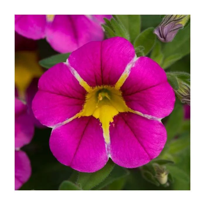 Calibrachoa 'Starlight Pink' | Pack of 5 Plug Plants - Image 2