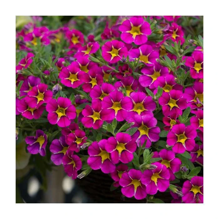 Calibrachoa 'Starlight Pink' | Pack of 5 Plug Plants