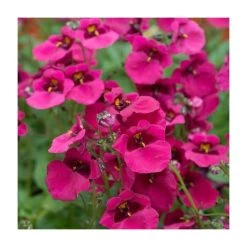 Diascia 'Diamond Fuchsia' | Pack of 5 Plug Plants