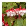 Fuchsia 'Golden Swingtime' | Pack of 5 Plug Plants