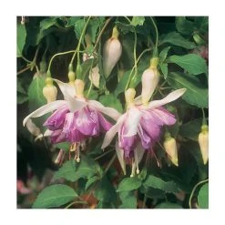 Trailing Fuchsia 'Blue Mirage' | Southern Belle | Pack of 5 Plug Plants