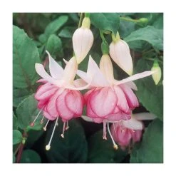 Trailing Fuchsia 'Kit Oxtaby' | Southern Belle |Pack of 5 Plug Plants