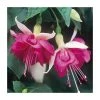 Trailing Fuchsia 'Seventh Heaven' | Pack of 5 Plug Plants