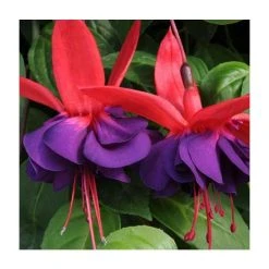 Fuchsia Southern Belles 'Voodoo' | Bedding | 5 x Large Plugs