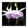 Trailing Fuchsia 'Wendy's Beauty' | Pack of 5 Plug Plants
