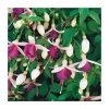 Trailing Fuchsia 'La Campanella' | Pack of 5 Plug Plants