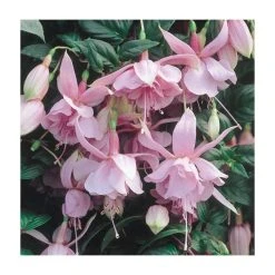 Fuchsia Trailing Type 'Pink Galore' | Bedding | 5 x Large Plugs