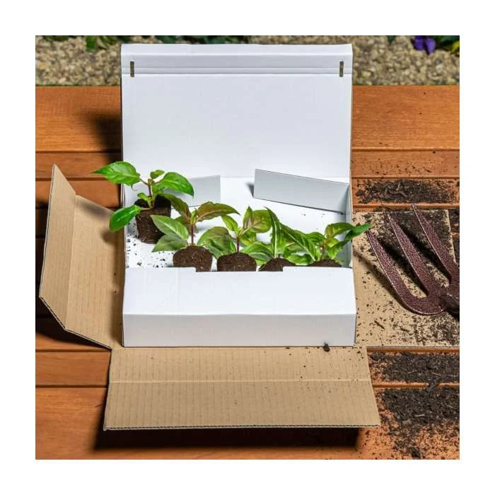 Trailing Fuchsia 'Swingtime' | Pack of 5 Plug Plants - Image 2