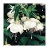 Trailing Fuchsia 'Trudi Davro' | Pack of 5 Plug Plants