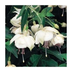 Trailing Fuchsia 'Trudi Davro' | Pack of 5 Plug Plants