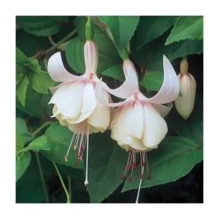 Upright Fuchsia 'Annabel' | Pack of 5 Plug Plants