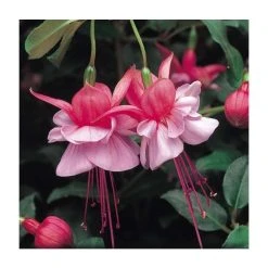 Upright Fuchsia 'Heidi Anne' | Pack of 5 Plug Plants