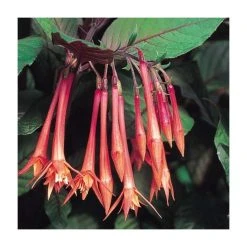 Upright Fuchsia 'Koralle'| Pack of 5 Plug Plants