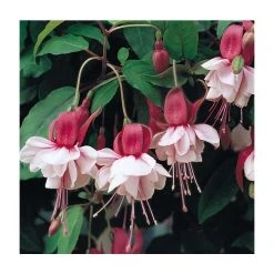 Upright Fuchsia 'Spion Kop' | Pack of 5 Plug Plants