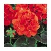 Geranium 'BullsEye Scarlet' | Pack of 5 Plug Plants