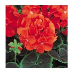 Geranium 'BullsEye Scarlet' | Pack of 5 Plug Plants