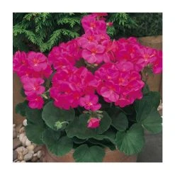 Geranium 'New Century Violet' | Pack of 5 Plug Plants