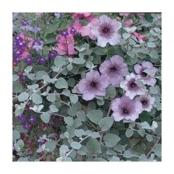 Helichrysum 'Silver' | Pack of 5 Plug Plants