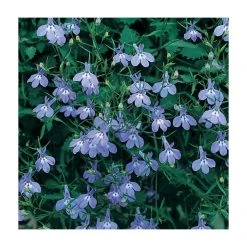 Lobelia 'richardii' | Bedding | 5 x Large Plugs