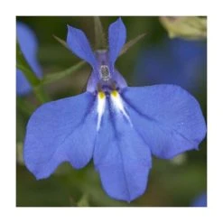 Lobelia Waterfall 'Blue Improved' | Bedding | 5 x Large Plugs