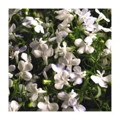 Lobelia Waterfall 'White Sparkle' | Bedding | 5 x Large Plugs